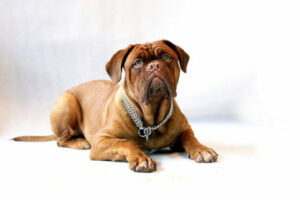 Actualités dogue de bordeaux 1
