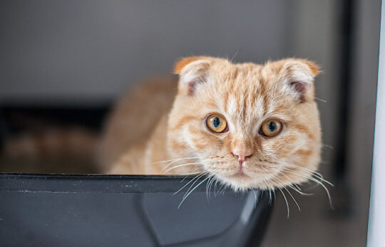 chat-litiere chat dans sa litière