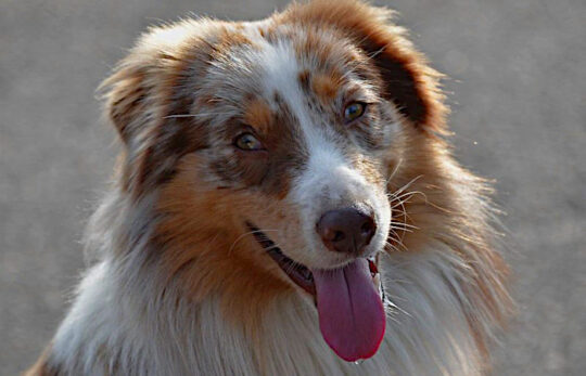 chien-halete chien qui halète