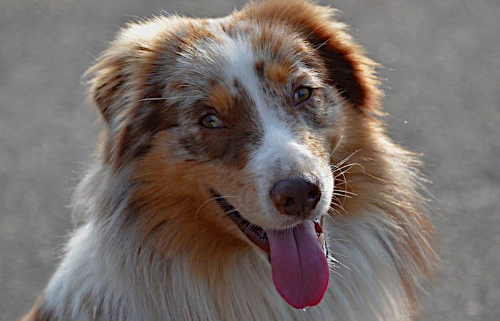 chien-halete chien qui halète
