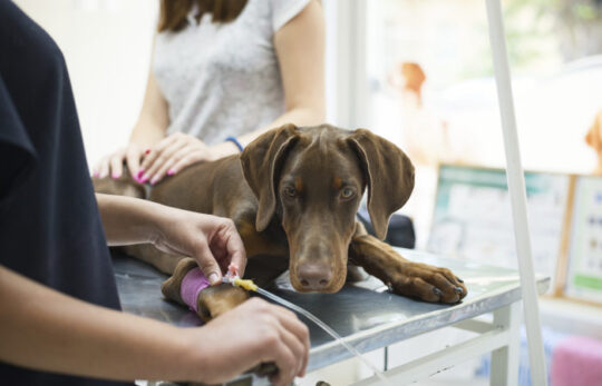 chien-sous-perfusion chien sous perfusion