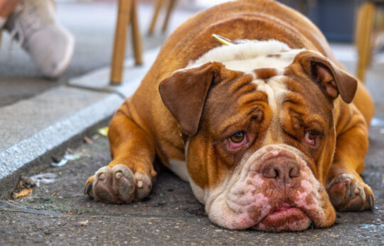 chien-sur-la-route Bulldog
