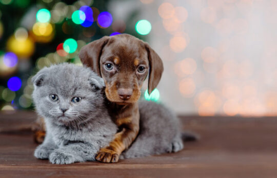 chiot-et-chaton chiot avec chaton