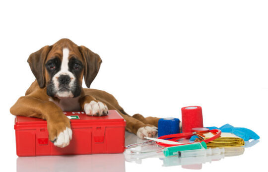chiot-trousse-de-secours chiot trousse de secours