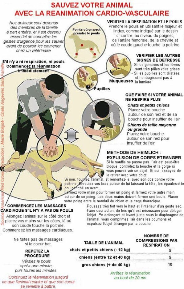 Fiche sur le massage cardiaque chez le chien