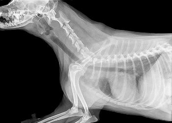 radio-chien radio thorax