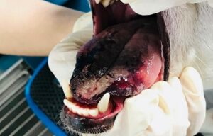 Urgence vétérinaire Pierrefeu-du-Var 83390 langue de chien atteinte par chenilles processionnaires