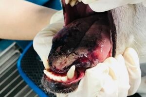 Actualités langue de chien atteinte par chenilles processionnaires