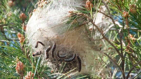 nid-chenilles-processionnaires nid de chenilles processionnaires