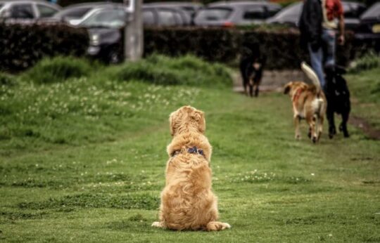 maladie ventre chien maladie ventre chien