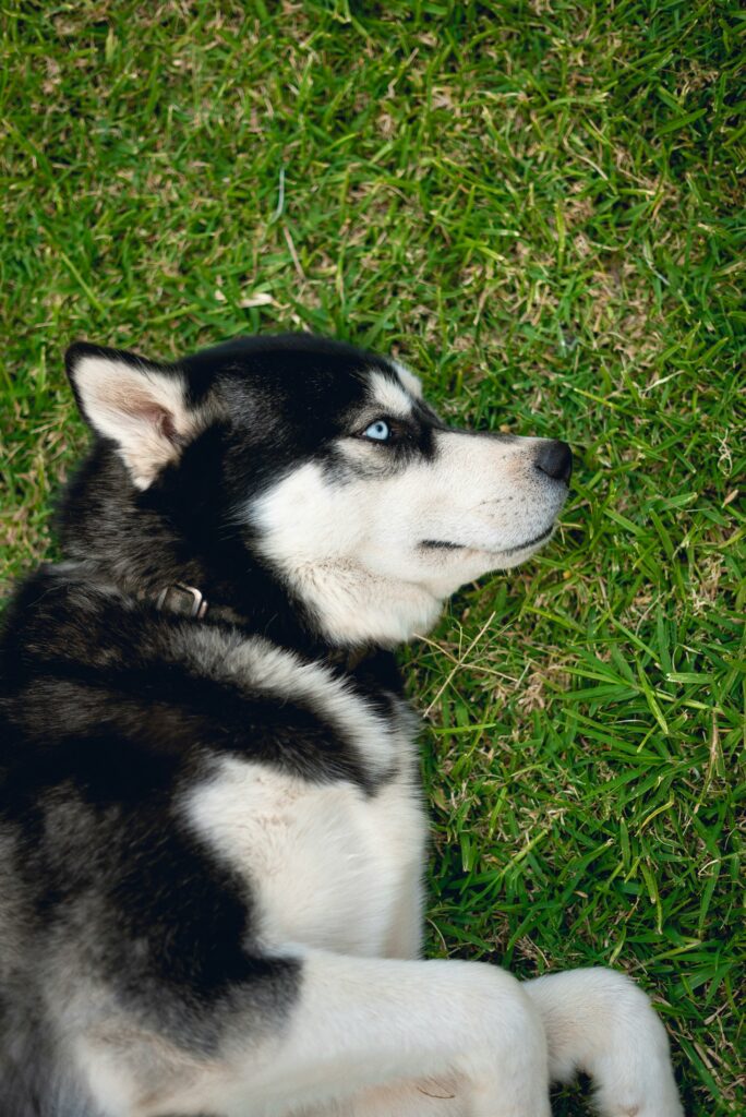 Pyomètre chez la chienne Diagnostic & Soins