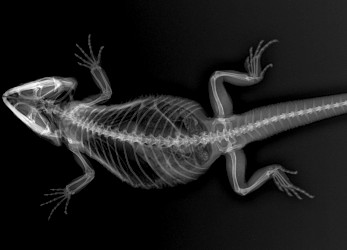 Radio pogona