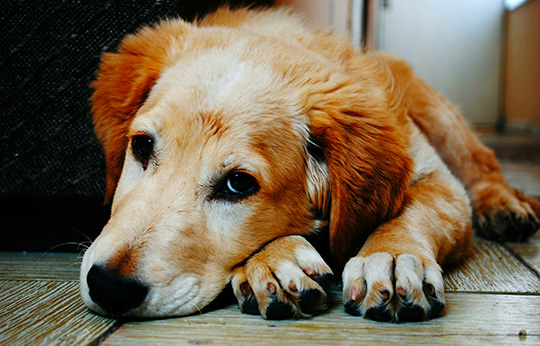 chien-malade-parvovirose Chen malade parvovirose