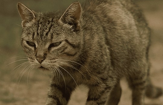 typhus chez le chat typhus chez le chat