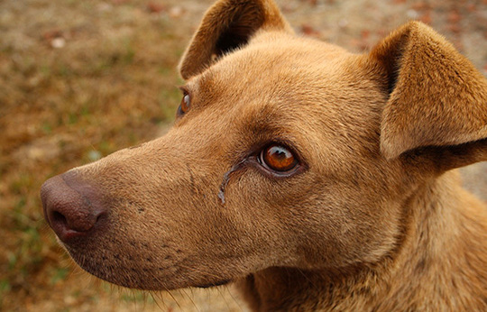 chien-diarrhee Diarrhée chez le chien