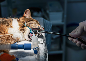 Endoscopie urgence vétérinaire Dardilly Lyon nord