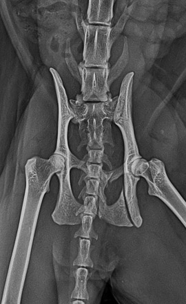 Fracture du bassin urgence vétérinaire Dardilly