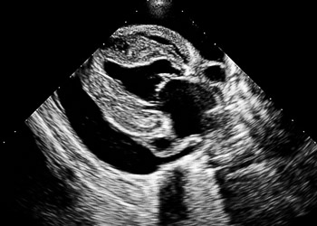 Tamponnade urgence vétérinaire Dardilly Lyon nord