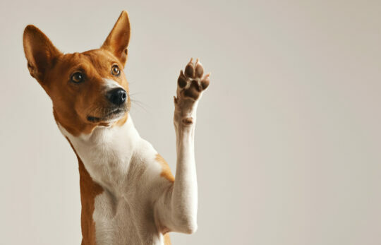 Cute dog giving his paw Chien levant la patte, souriant.