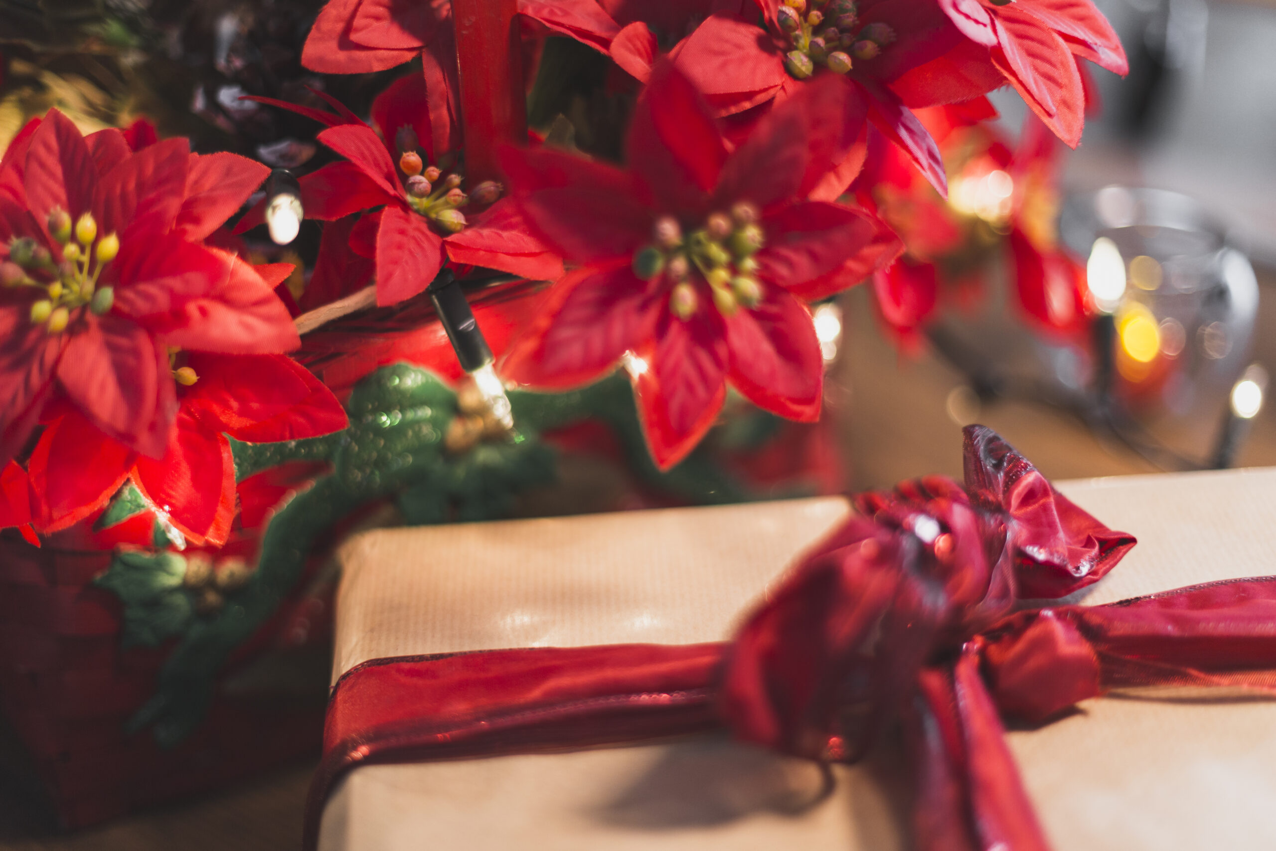 fleurs-et-boite-cadeau poinsettia plante de noel