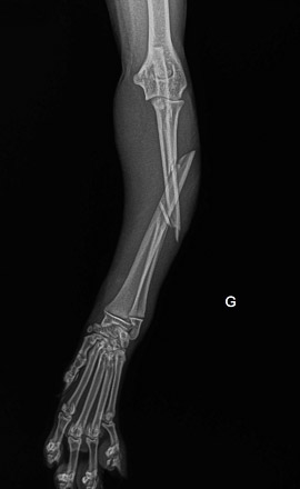 fracture-radius-veterinaire-lille Fracture radius ulna urgence vétérinaire Lille