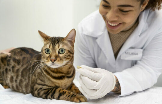 gros-plan-medecin-souriant-avec-chat-mignon Vétérinaire avec un chat mignon.