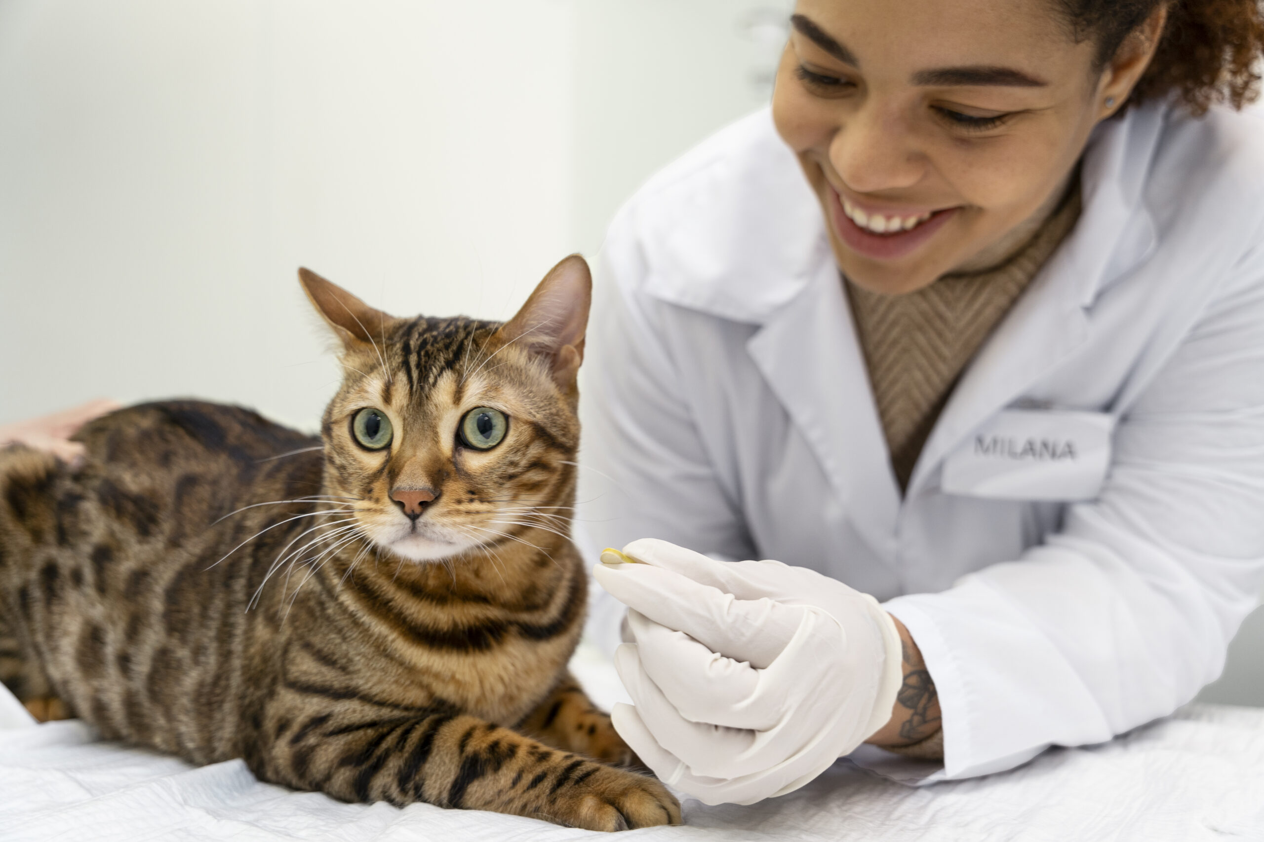 gros-plan-medecin-souriant-avec-chat-mignon chat chez le vétérinaire en examen