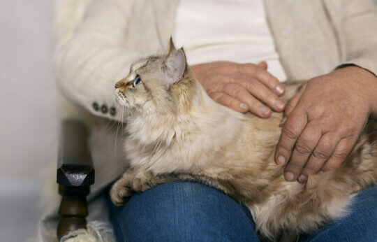 proprietaire-brossant-la-vue-de-face-d-un-chat-mignon Propriétaire avec son chat dans une salle d'attente vétérinaire