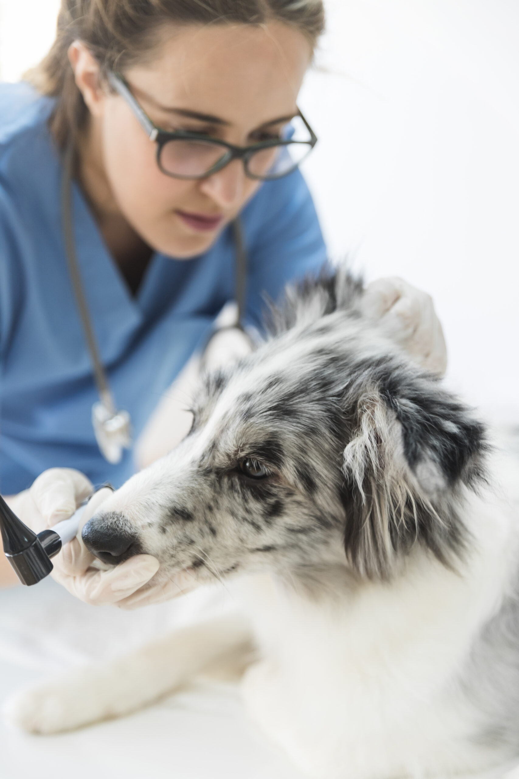 examen chien vétérinaire