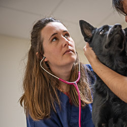 DR vétérinaire Chloé BALME