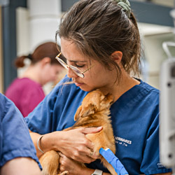 DR vétérinaire Marion DEJAX