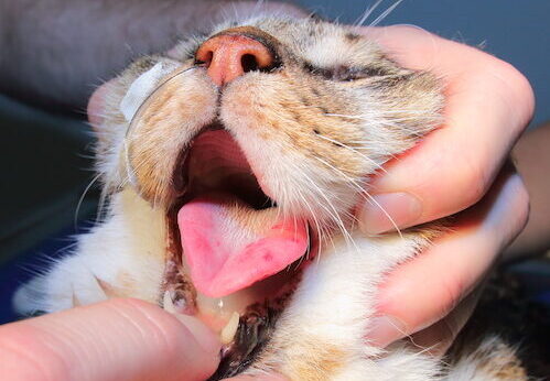 chat-chenille-processionnaire