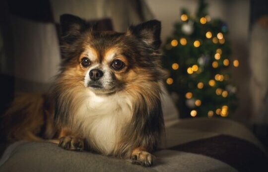 chien-decoration-noel chihuahua devant un sapin de noel