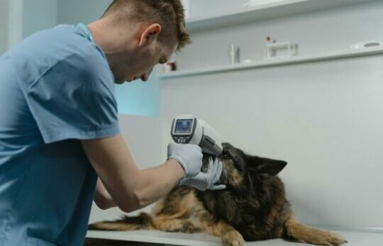 chen-leptospirose-maladie chien chez le vétérinaire prise de température