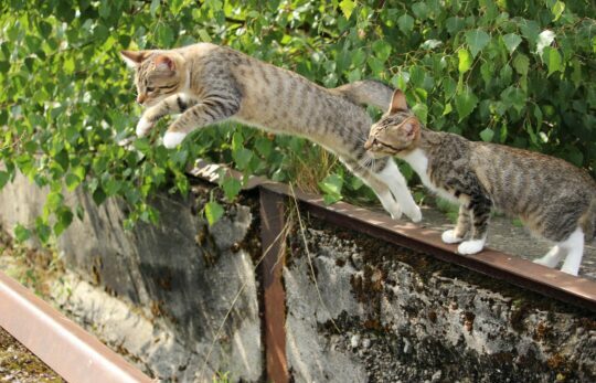 chat-qui-chutte chat qui chutte