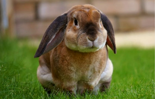 stase digestive chez le lapin