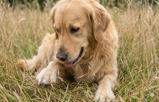 epillet chez le chien