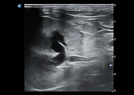 Dilatation pyélique échographie urgence vétérinaire Biarritz