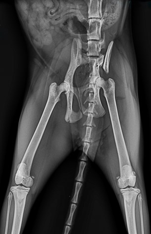 fracture bassin urgence veterinaire biarritz