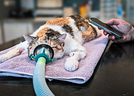 Prise de glycémie avec Freestyle aux urgences vétérinaires de Biarritz