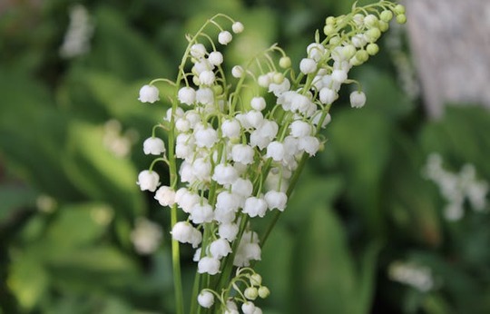 muguet 1er mai