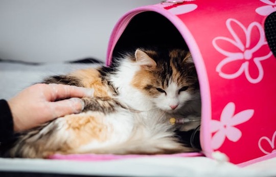 transporter un chat en toute sécurité