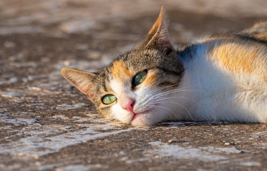 sida chez le chat sida chez le chat