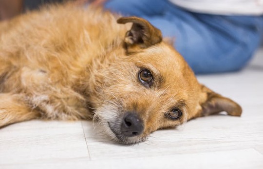 chien-epilepsie chien faisant des crises d'épilepsies