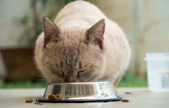chat-qui-ne-mange-plus chat qui ne mange plus