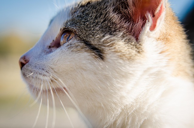 chat coryza