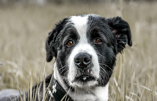 Œdème de Quincke chez le chien et le chat