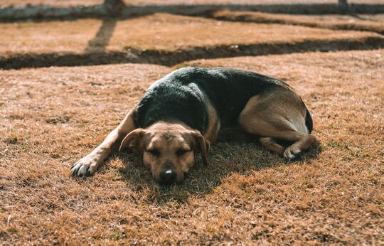 coup-chaleur-chien coup de chaleur chien