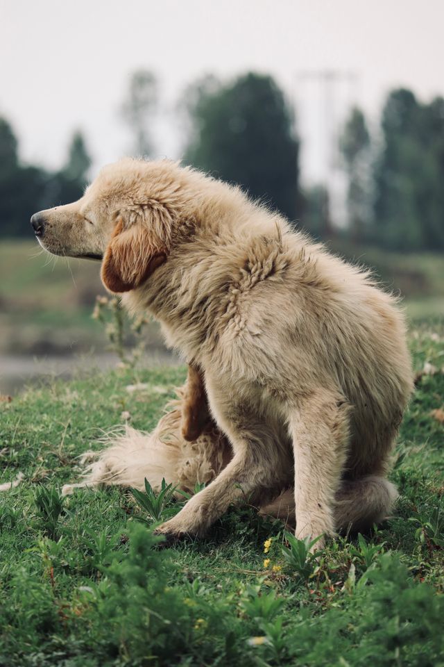 chien qui se gratte puces et tiques