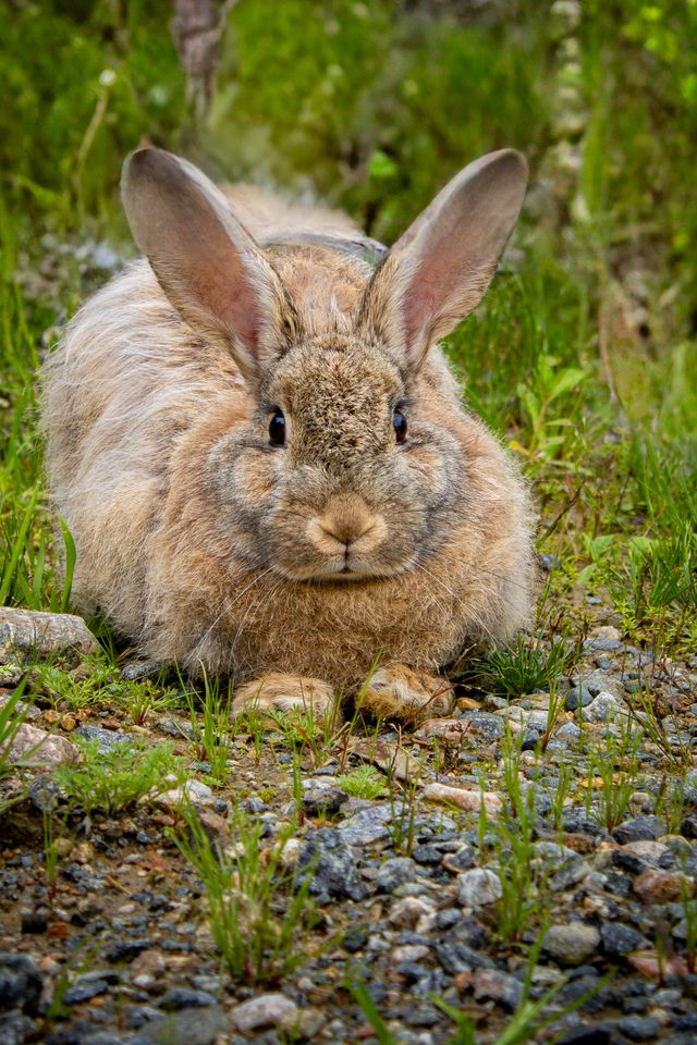 Ralentissement transit intestinal lapin